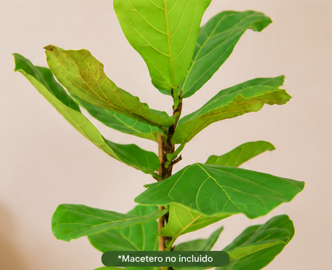 Ficus Lyrata