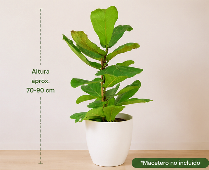 Ficus Lyrata
