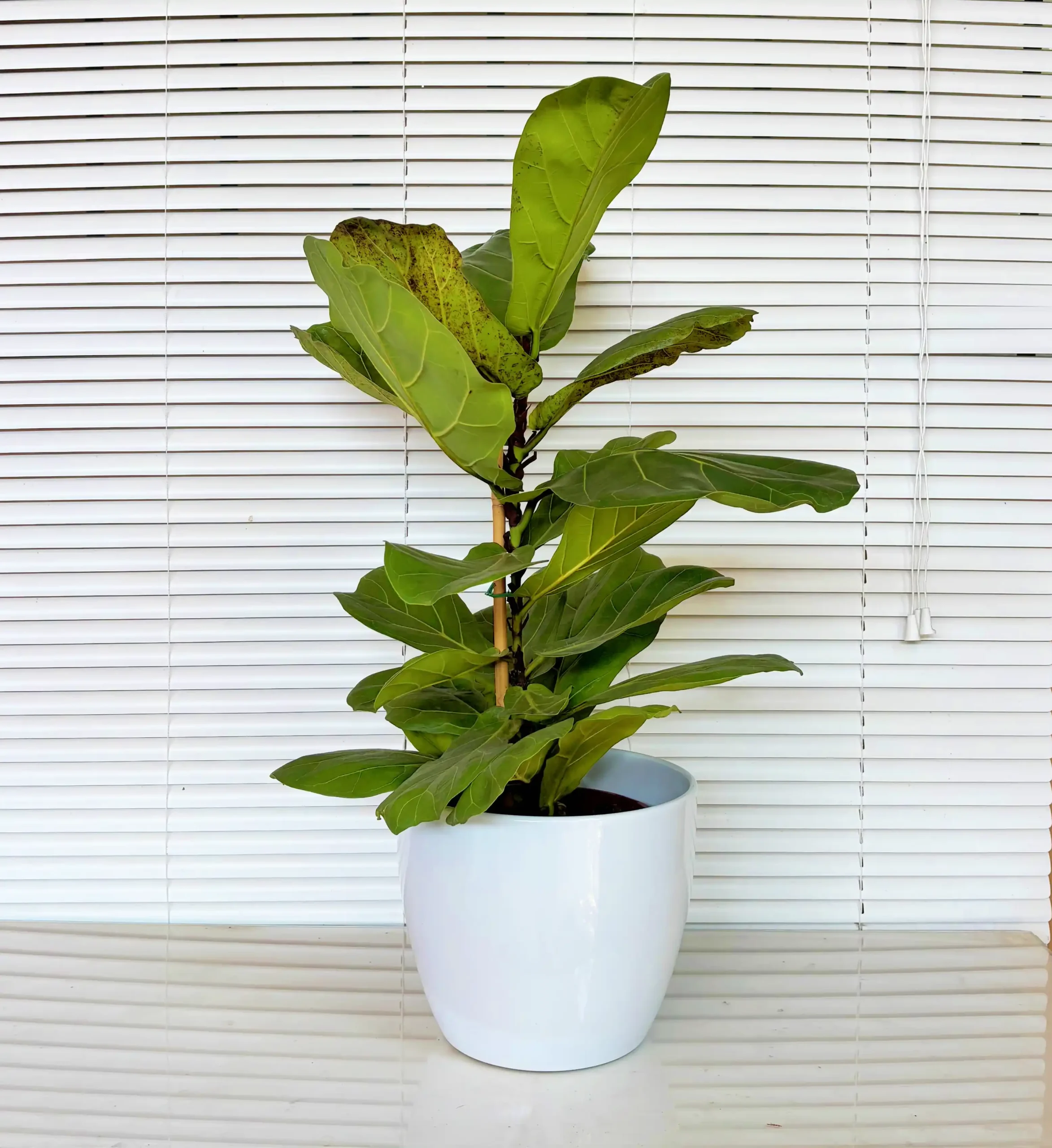 Ficus Lyrata