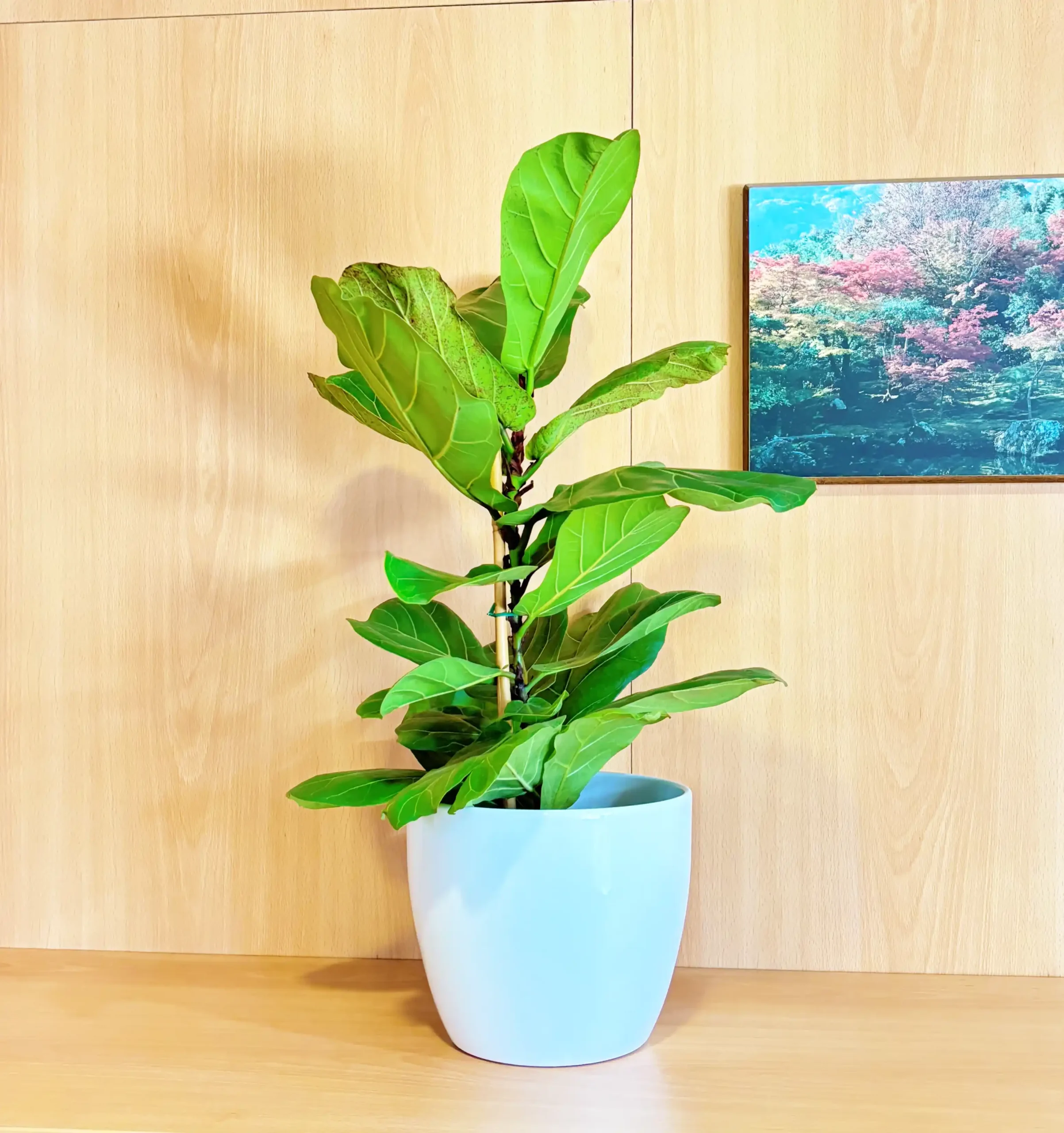 Ficus Lyrata
