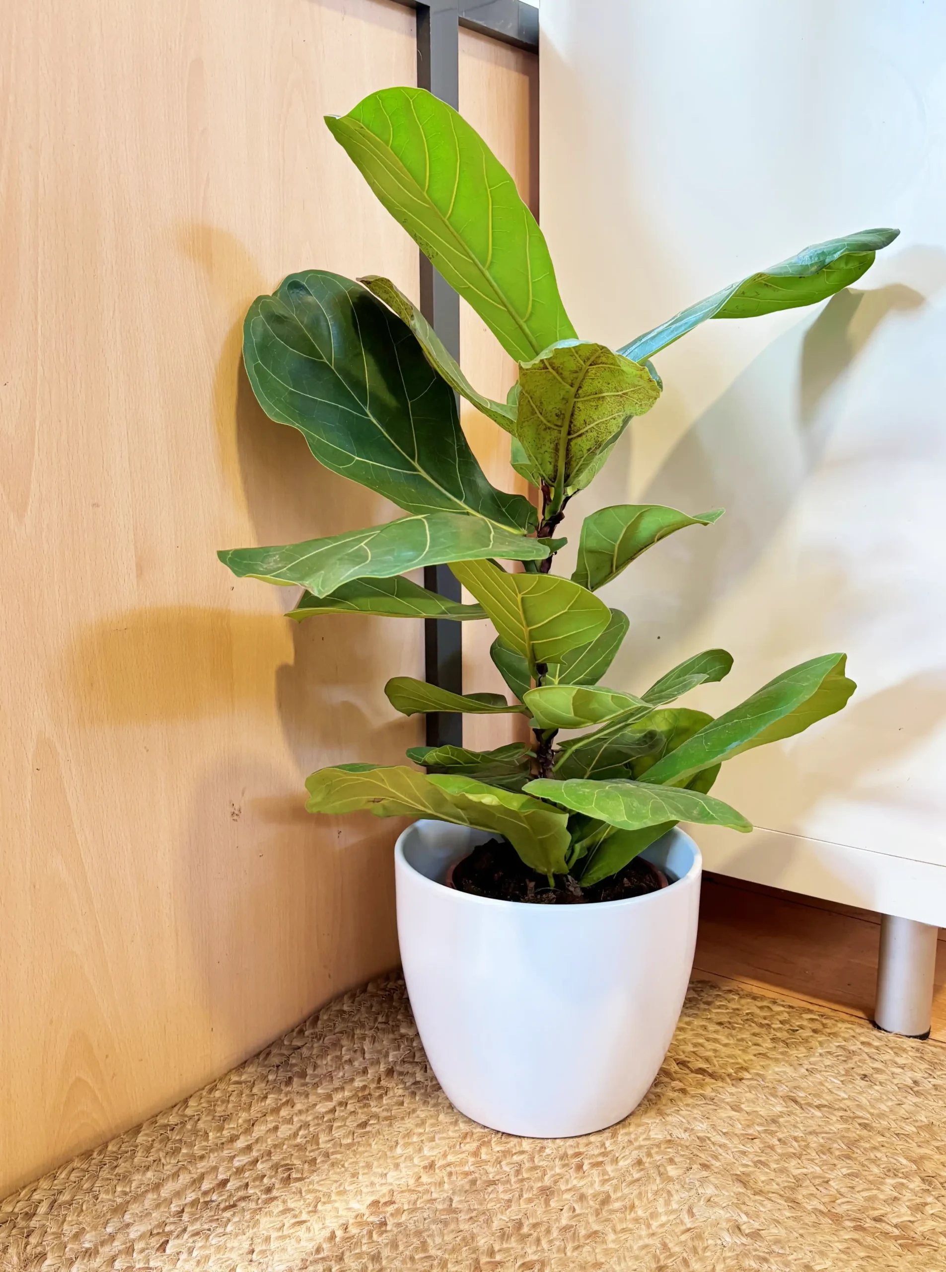 Ficus Lyrata