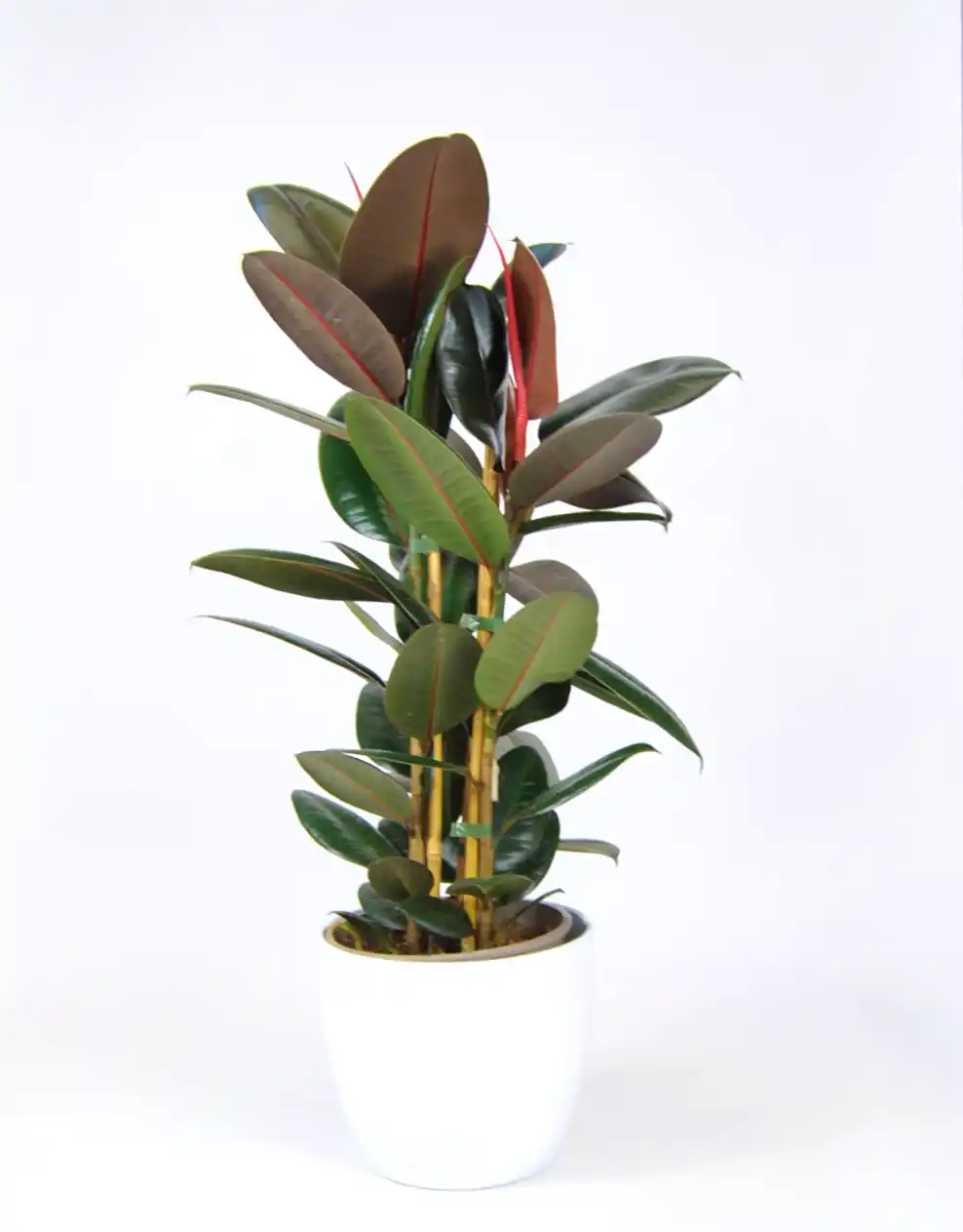 Ficus Robusta