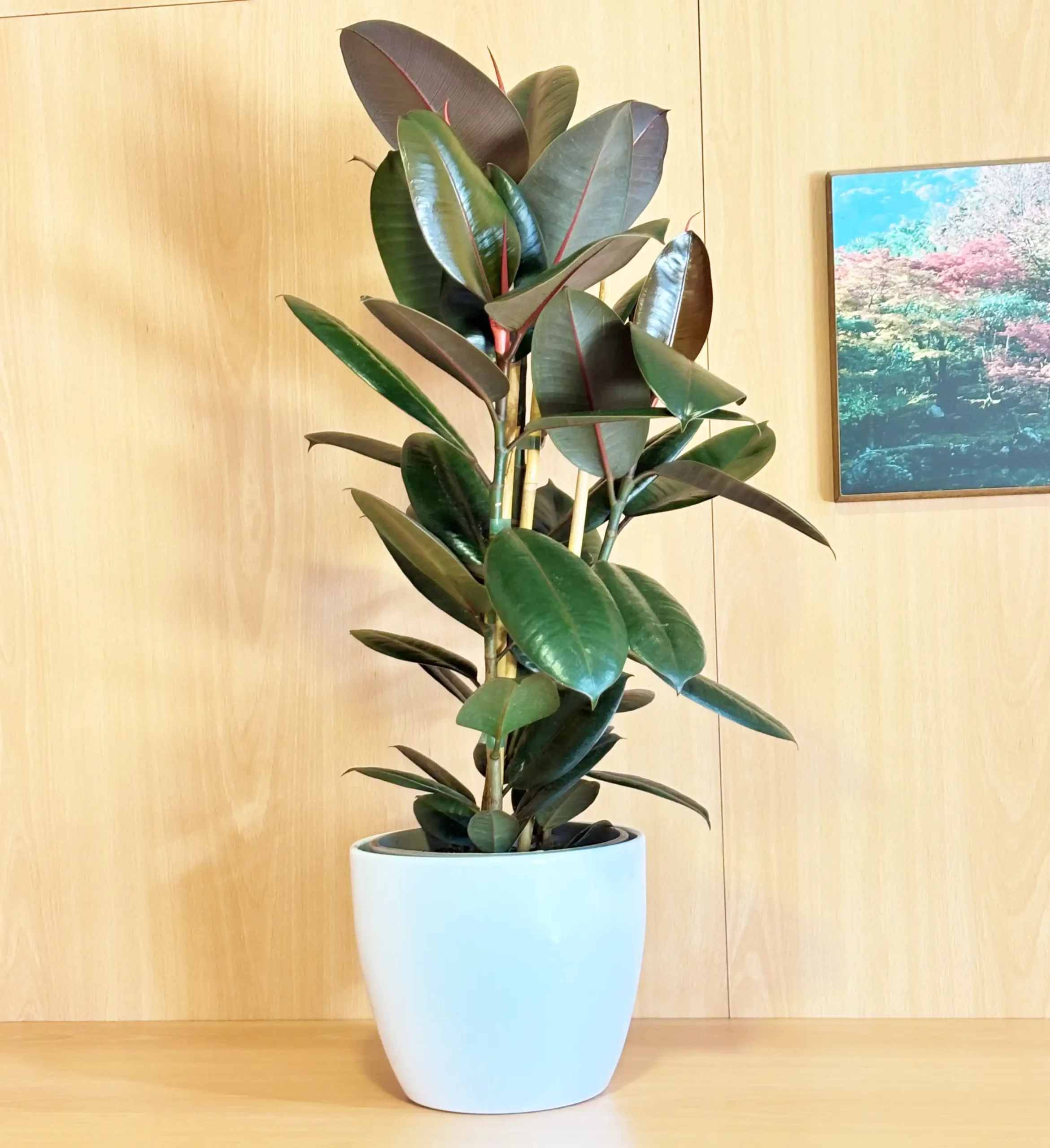 Ficus Robusta