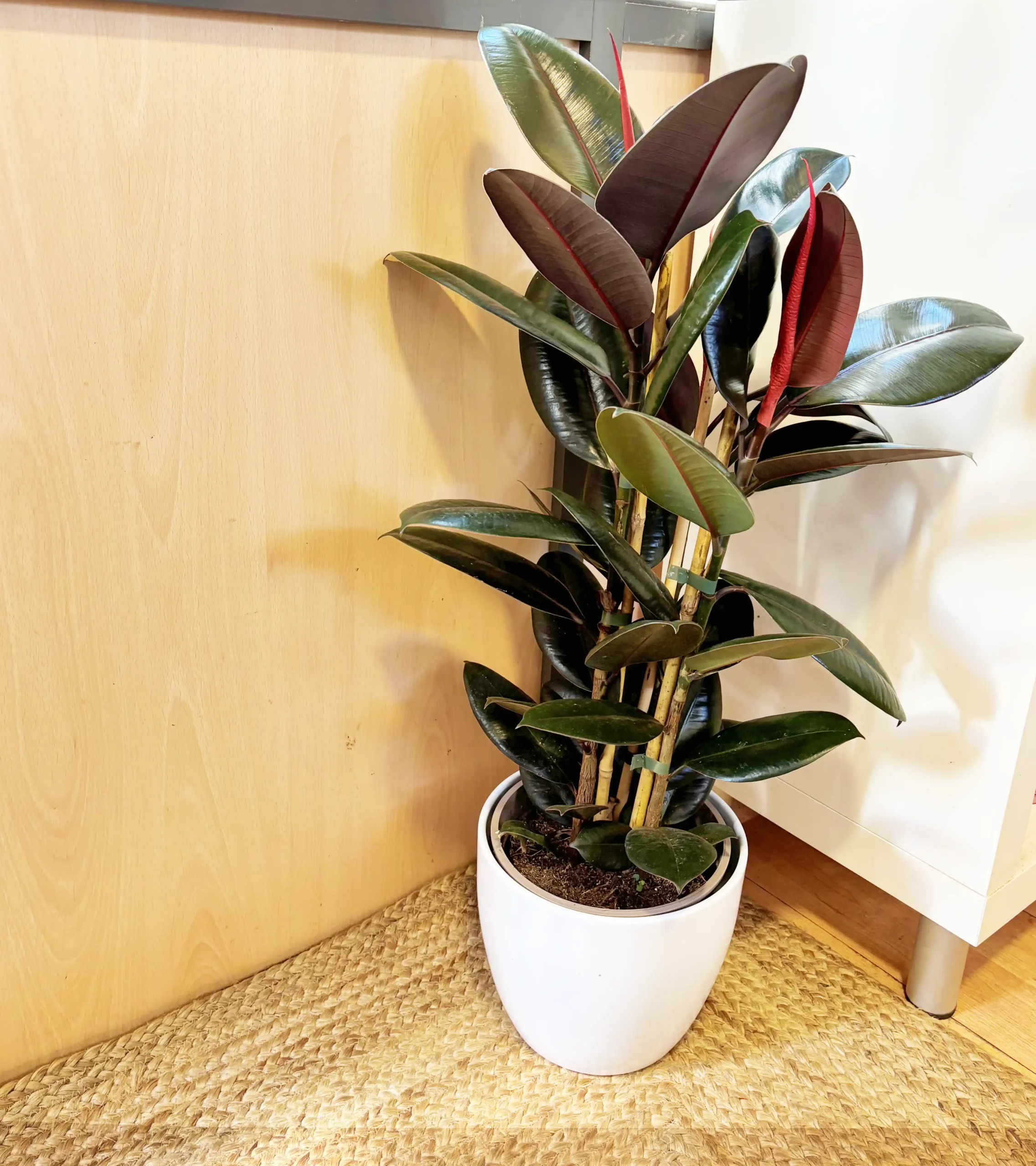 Ficus Robusta