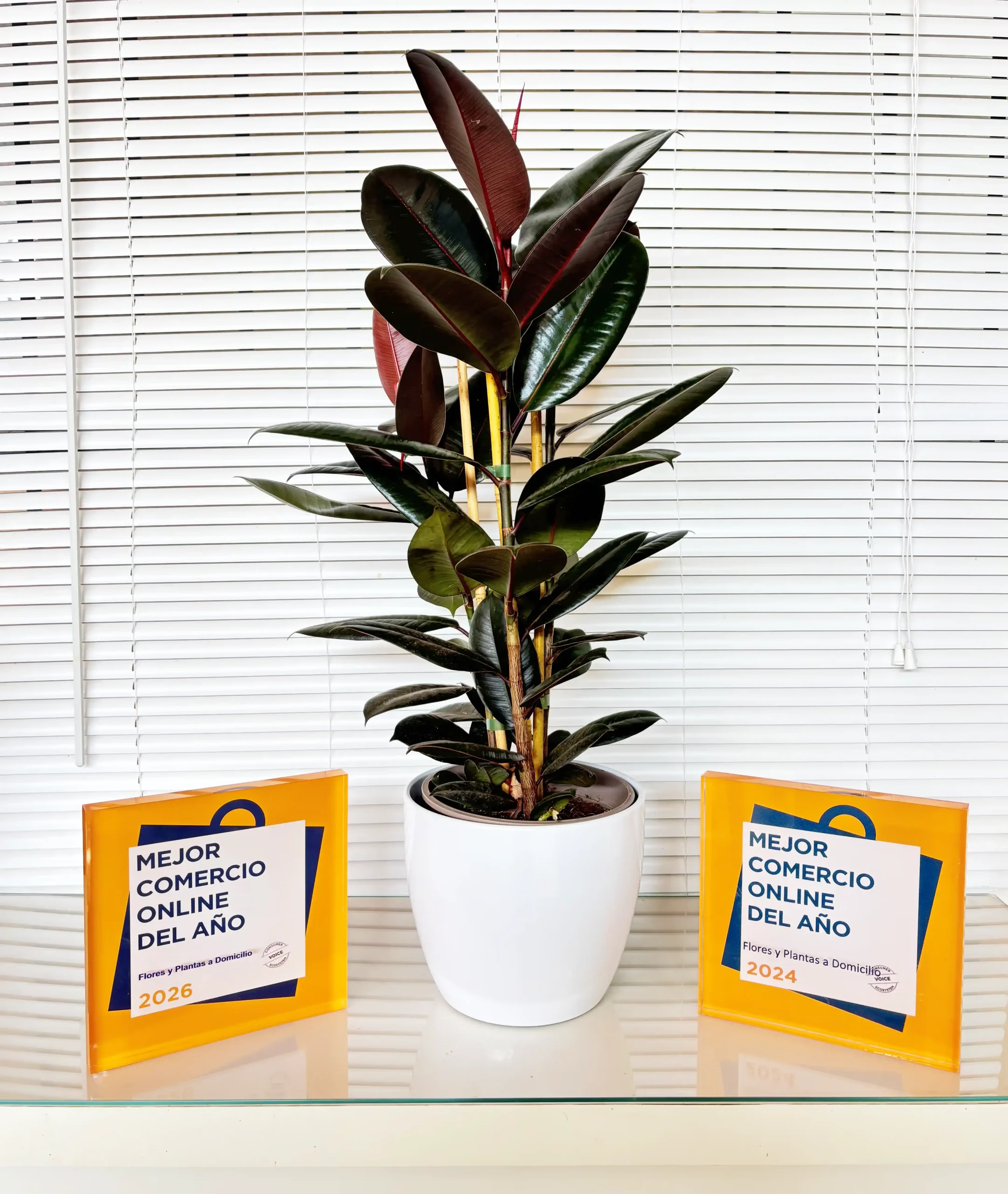 Ficus Robusta