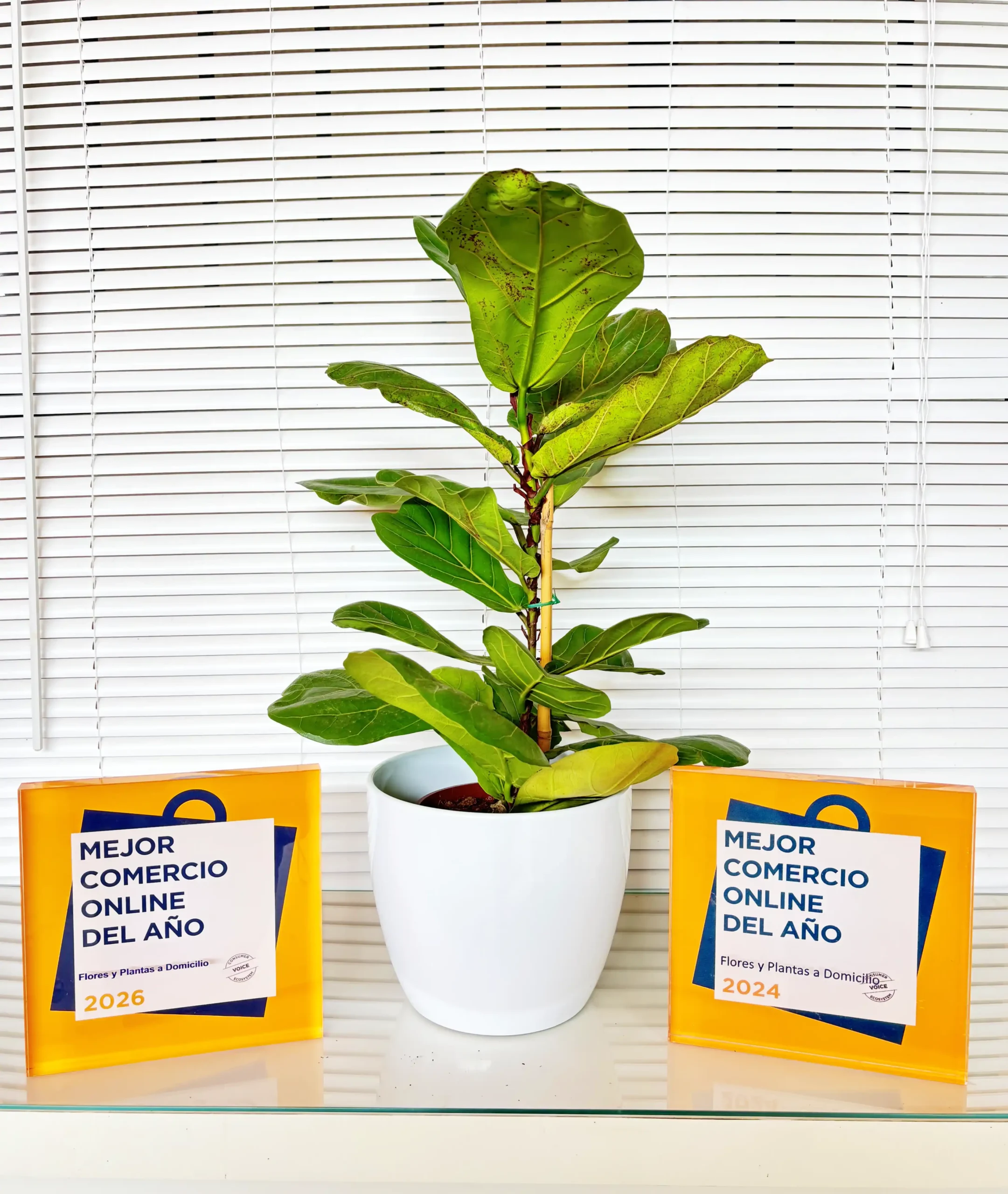 Ficus Lyrata