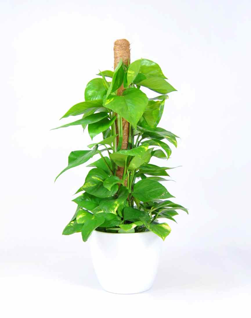 Pothos