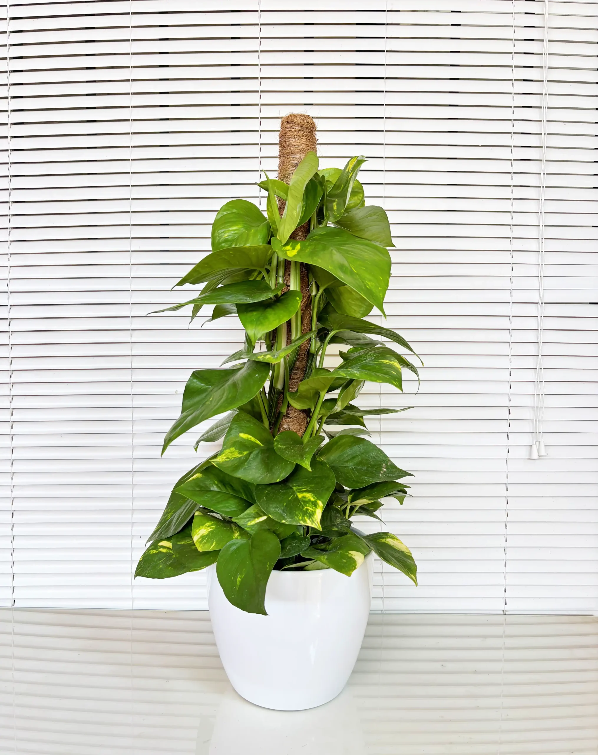 Pothos