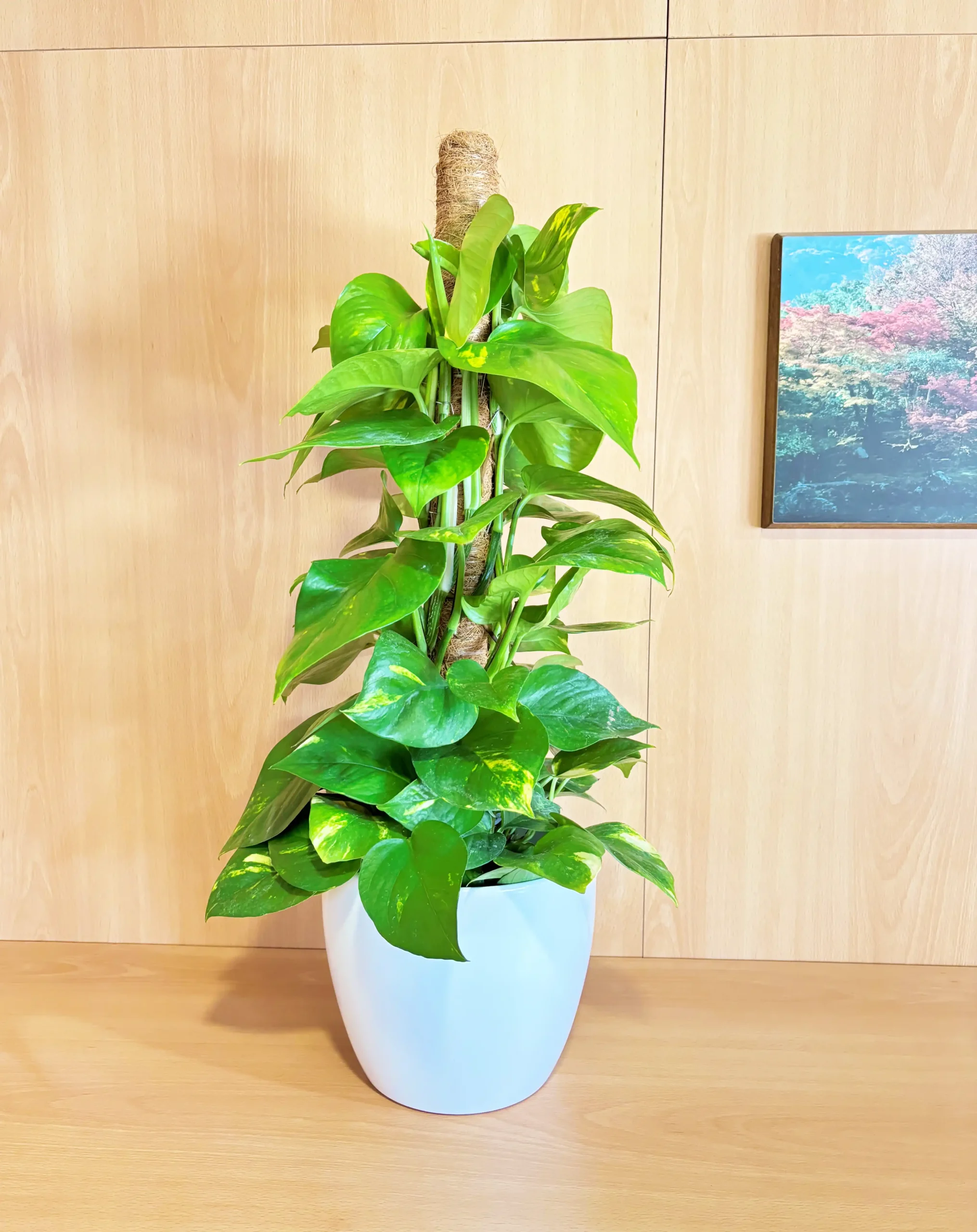 Pothos