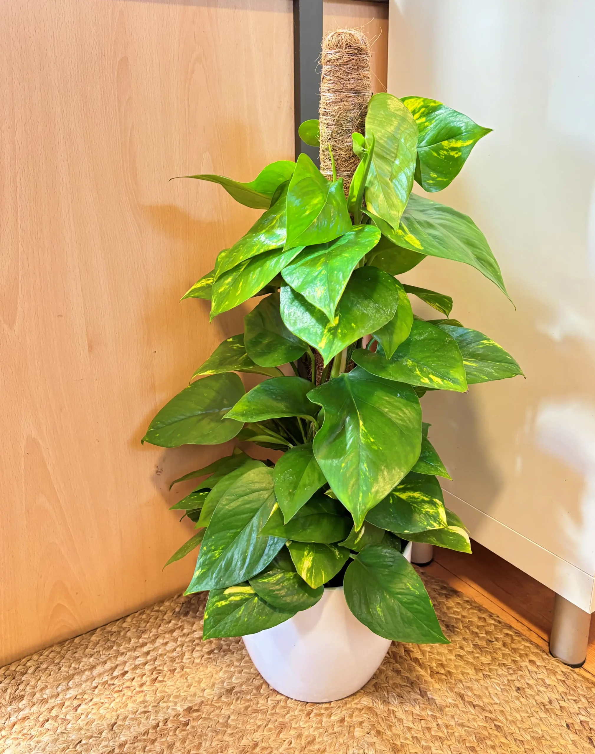 Pothos