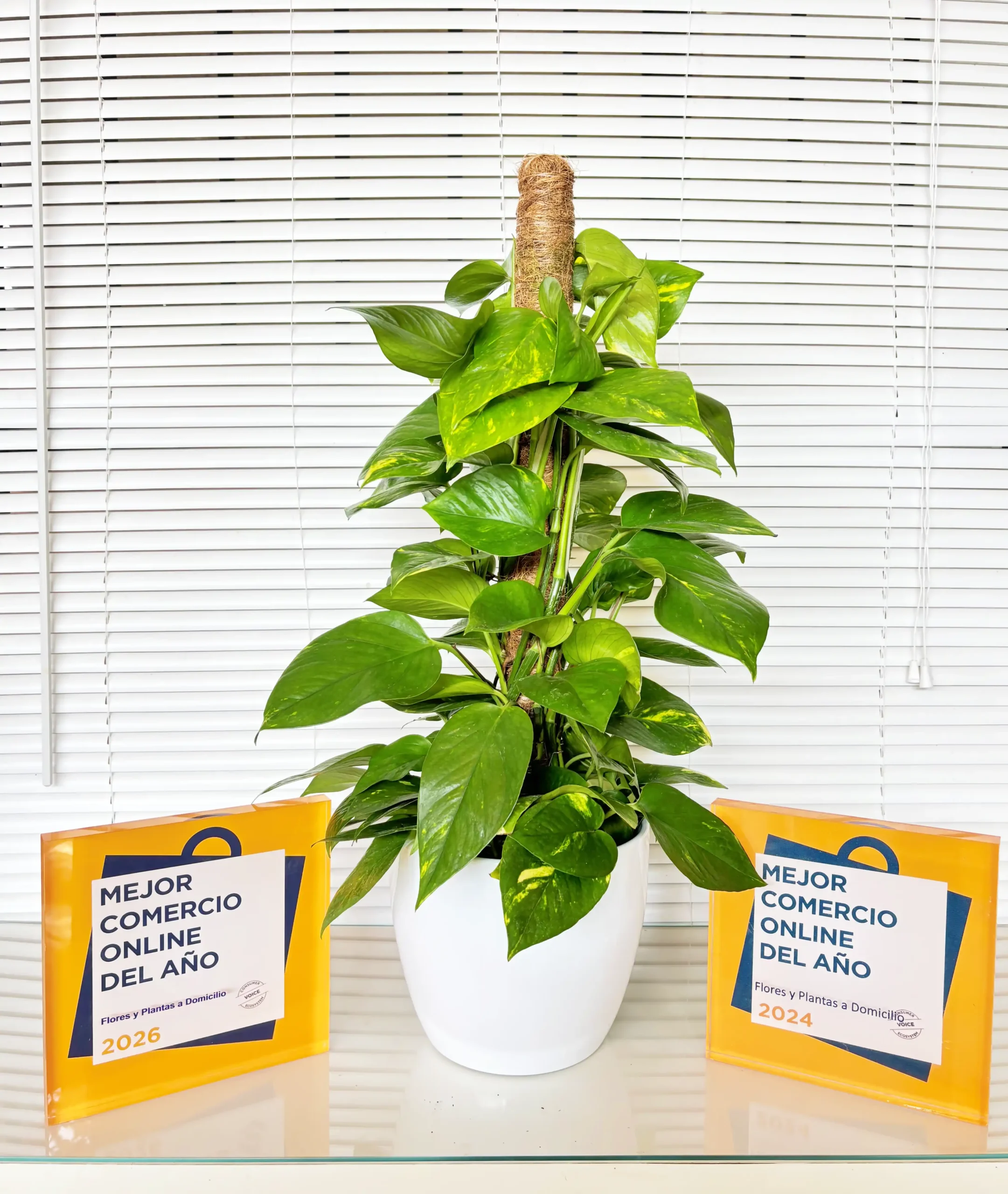 Pothos