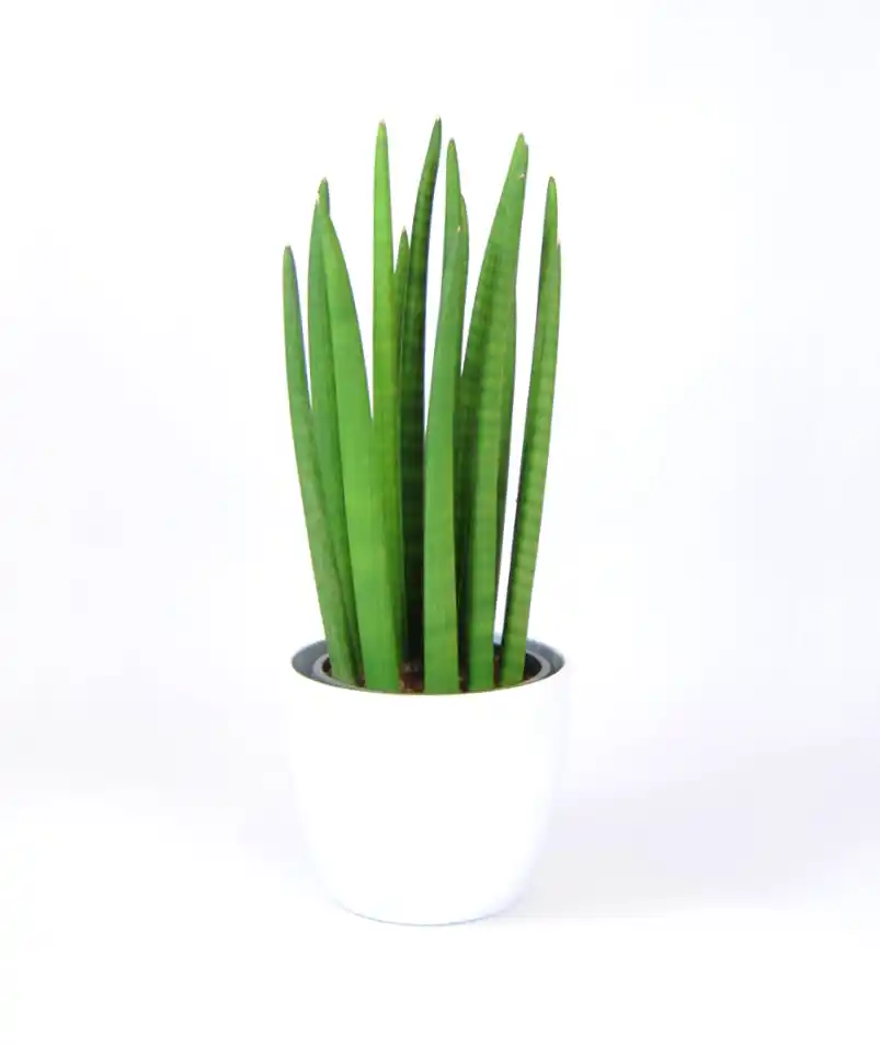 Sansevieria Cylindrica