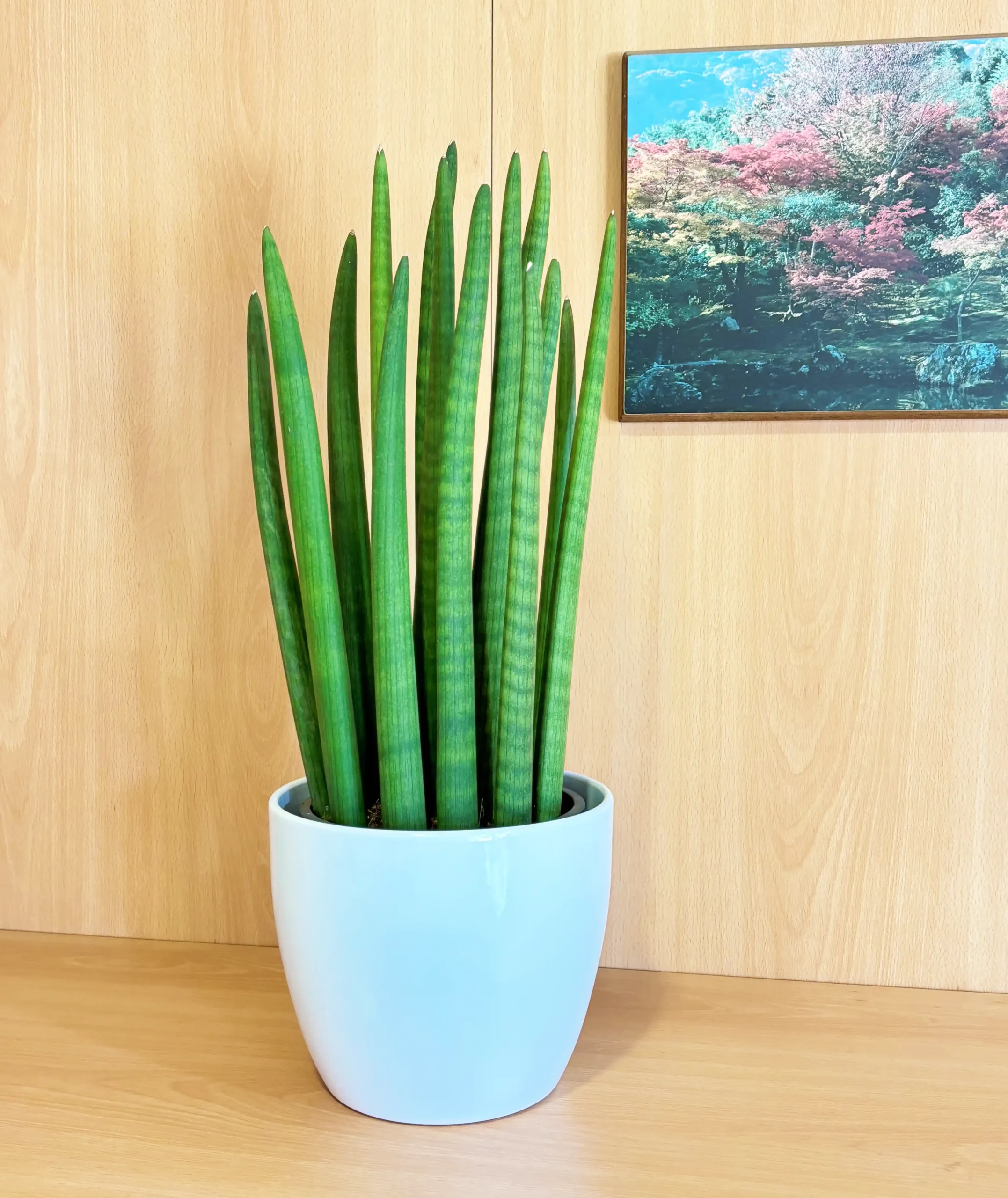 Sansevieria Cylindrica
