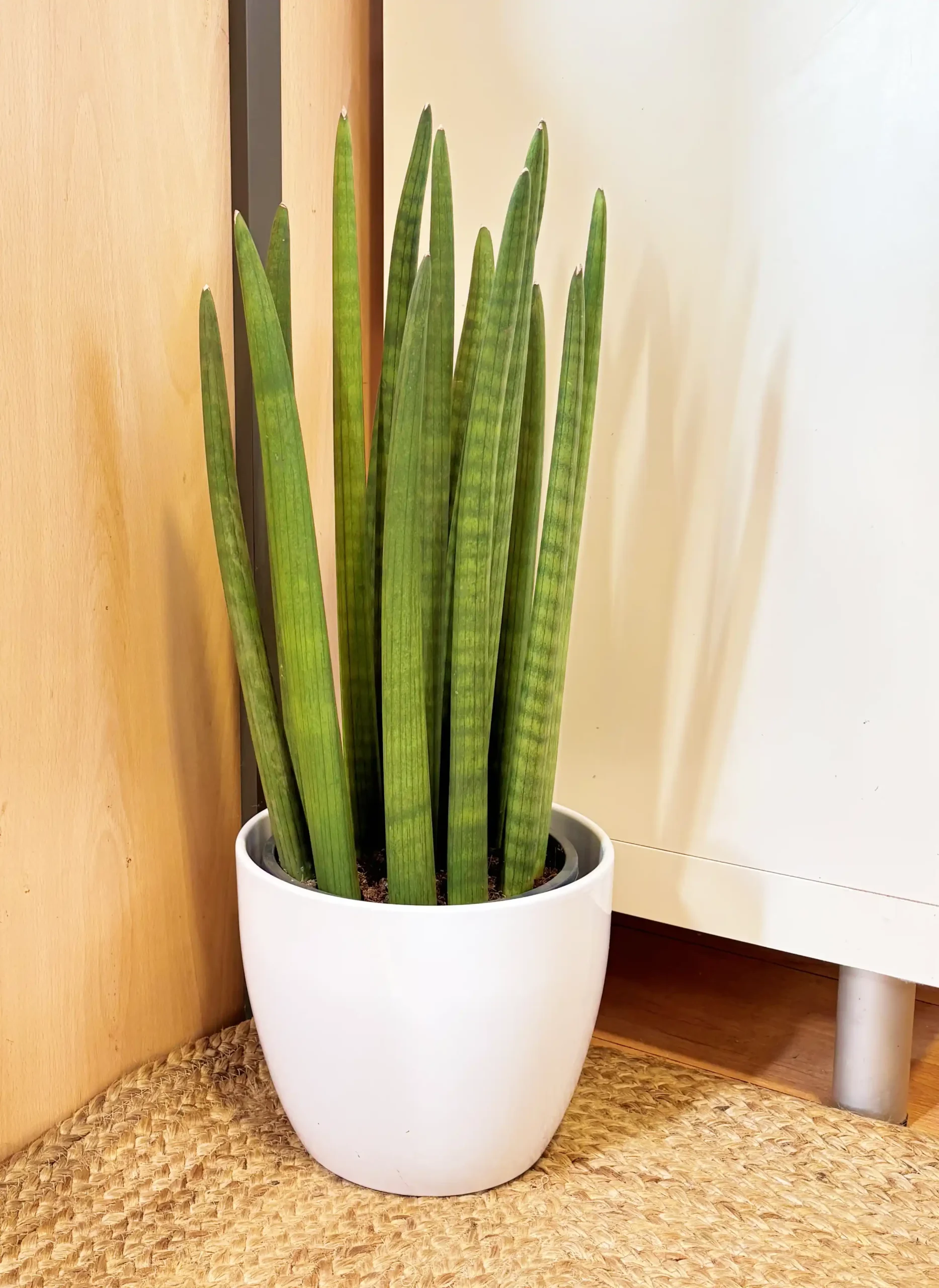 Sansevieria Cylindrica