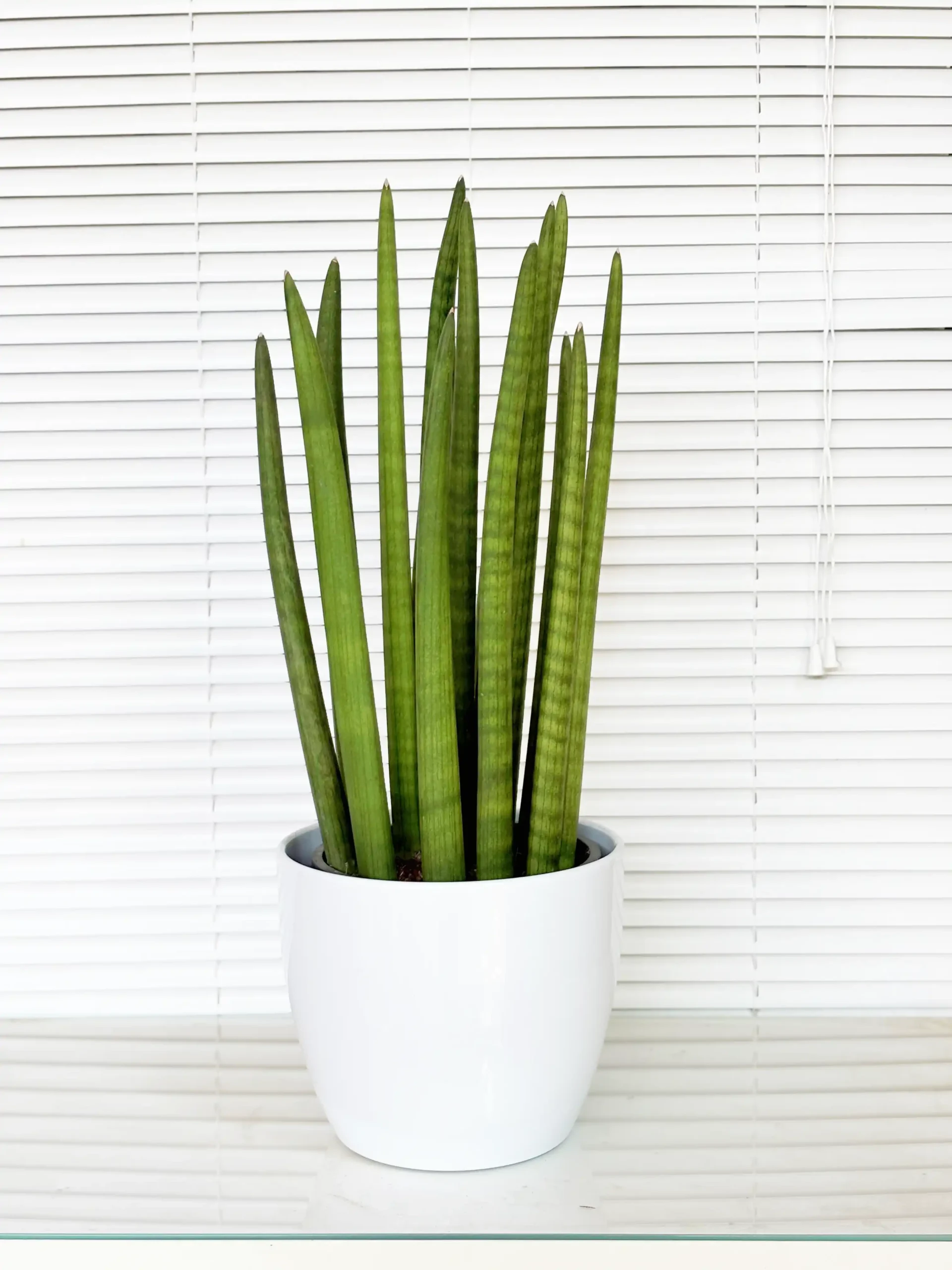 Sansevieria Cylindrica