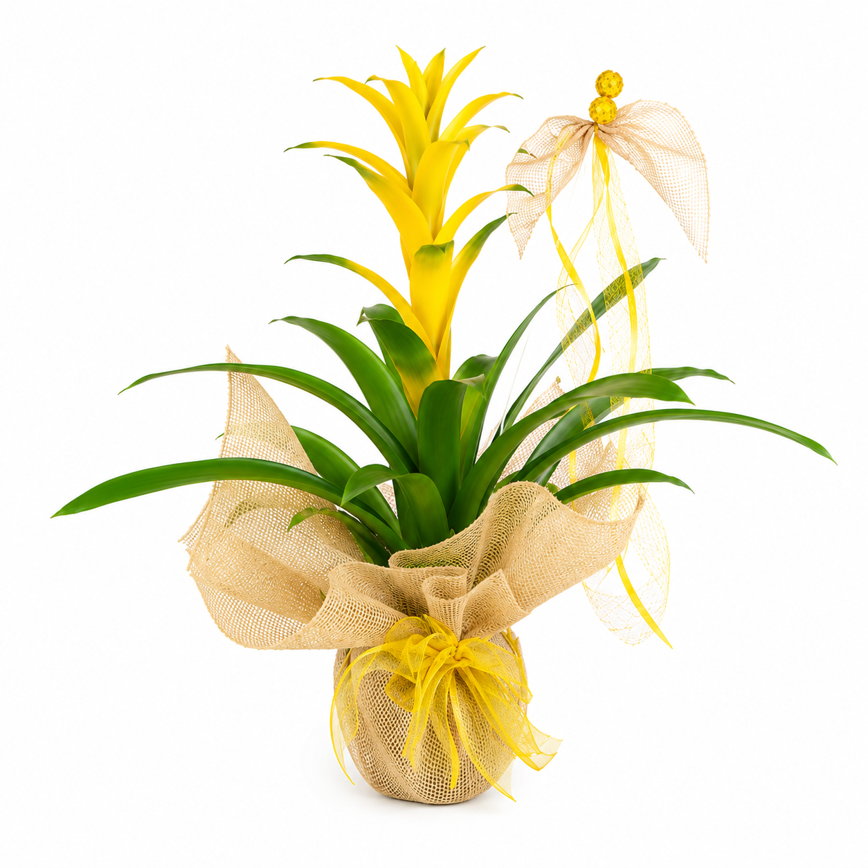 Guzmania amarilla decorativa con envoltorio de yute y lazo amarillo, ideal para regalar y decorar interiores modernos