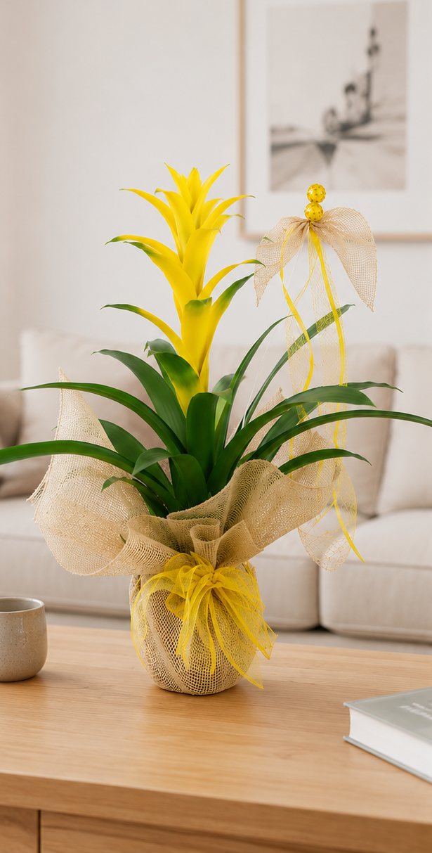Regalar guzmania amarilla para decorar.