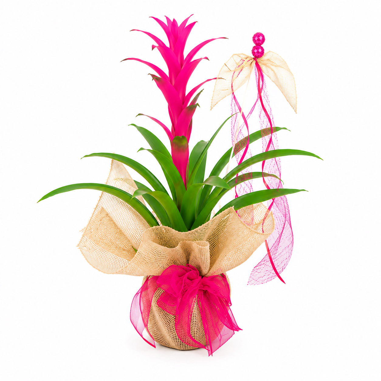 Bromelia fucsia