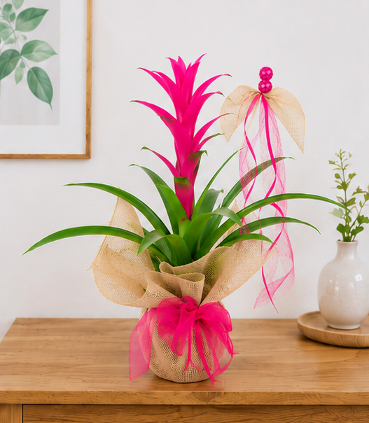 Bromelia fucsia