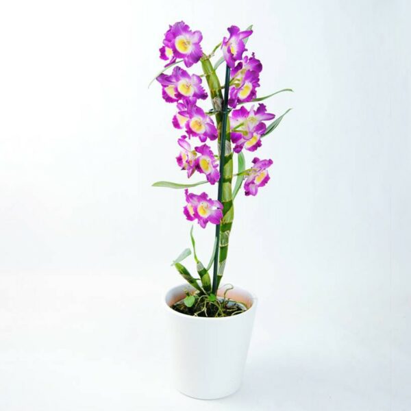 Orquídea Dendrobium