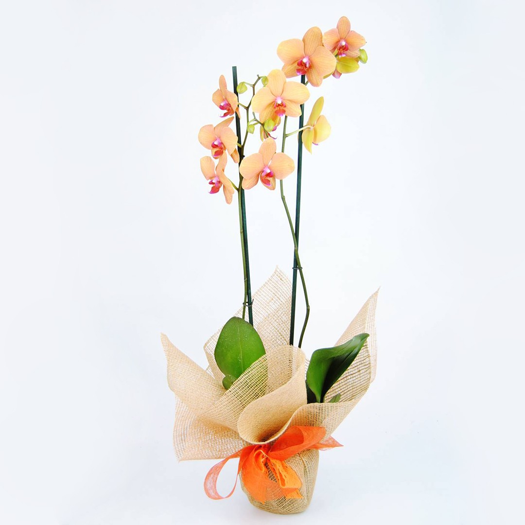 Orquídea Naranja