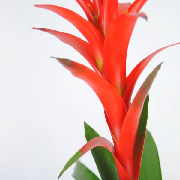Bromelia