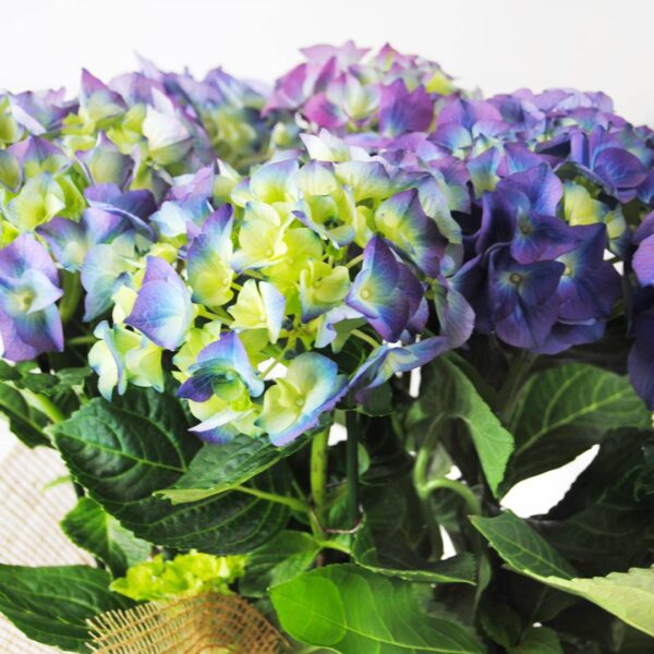 Hortensias azules