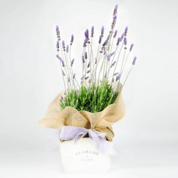 Comprar Lavanda planta de interior