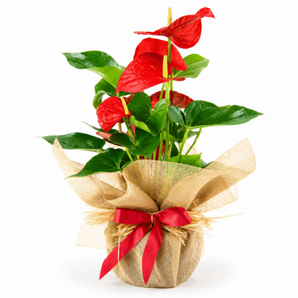 Anthurium rojo para regalar