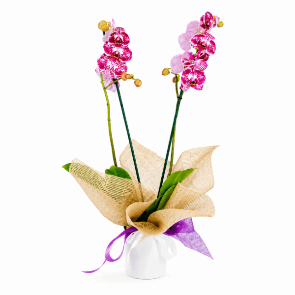 comprar orquídea para decorar