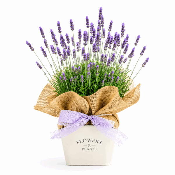 lavandas para decorar