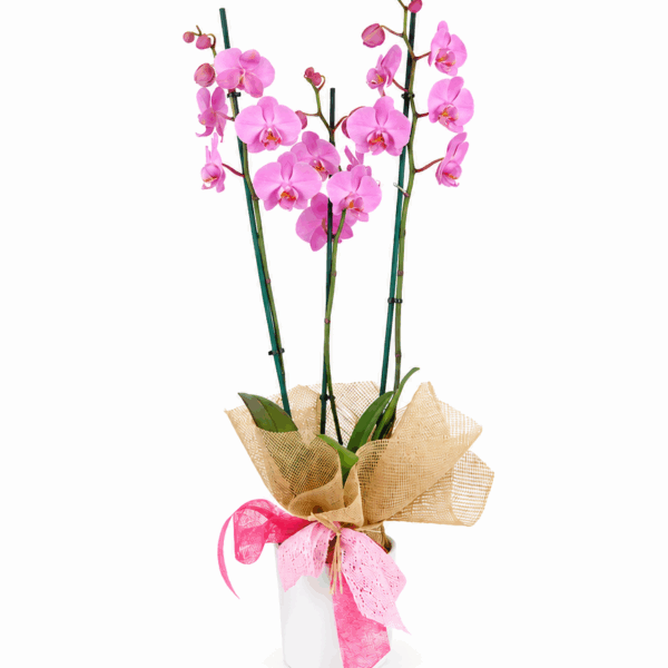 Orquídea rosa comprar online