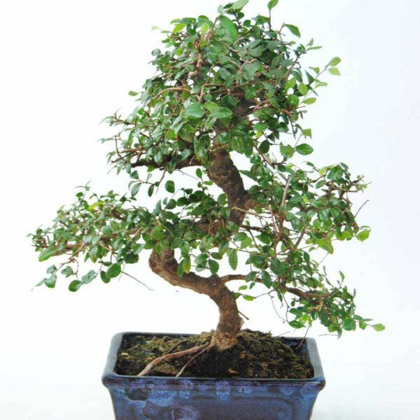 Comprar Bonsai Zelkova de 8 años