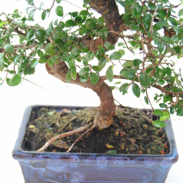 Bonsai Zelkova