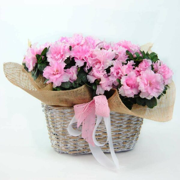 Azaleas en cesta