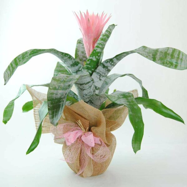 Aechmea Extra - Comprar