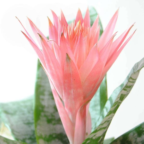 Regalar Aechmea Extra