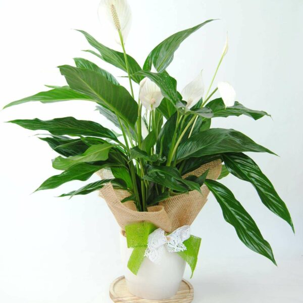 Spathiphyllum