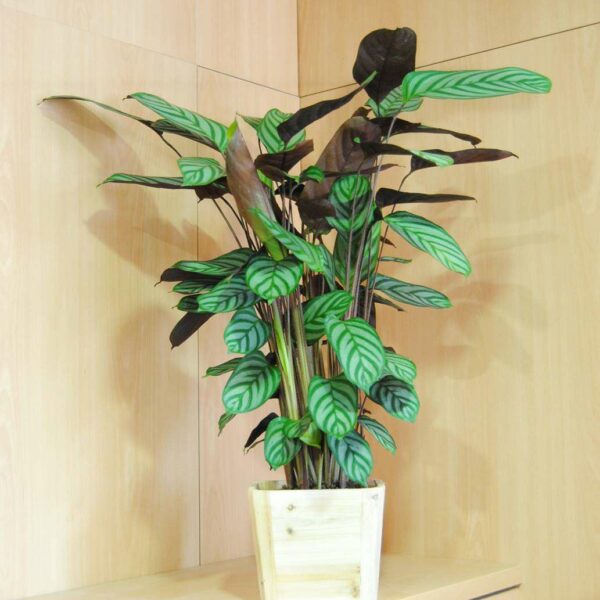 Calathea Mackoyana
