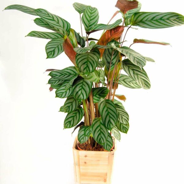 Calathea Mackoyana