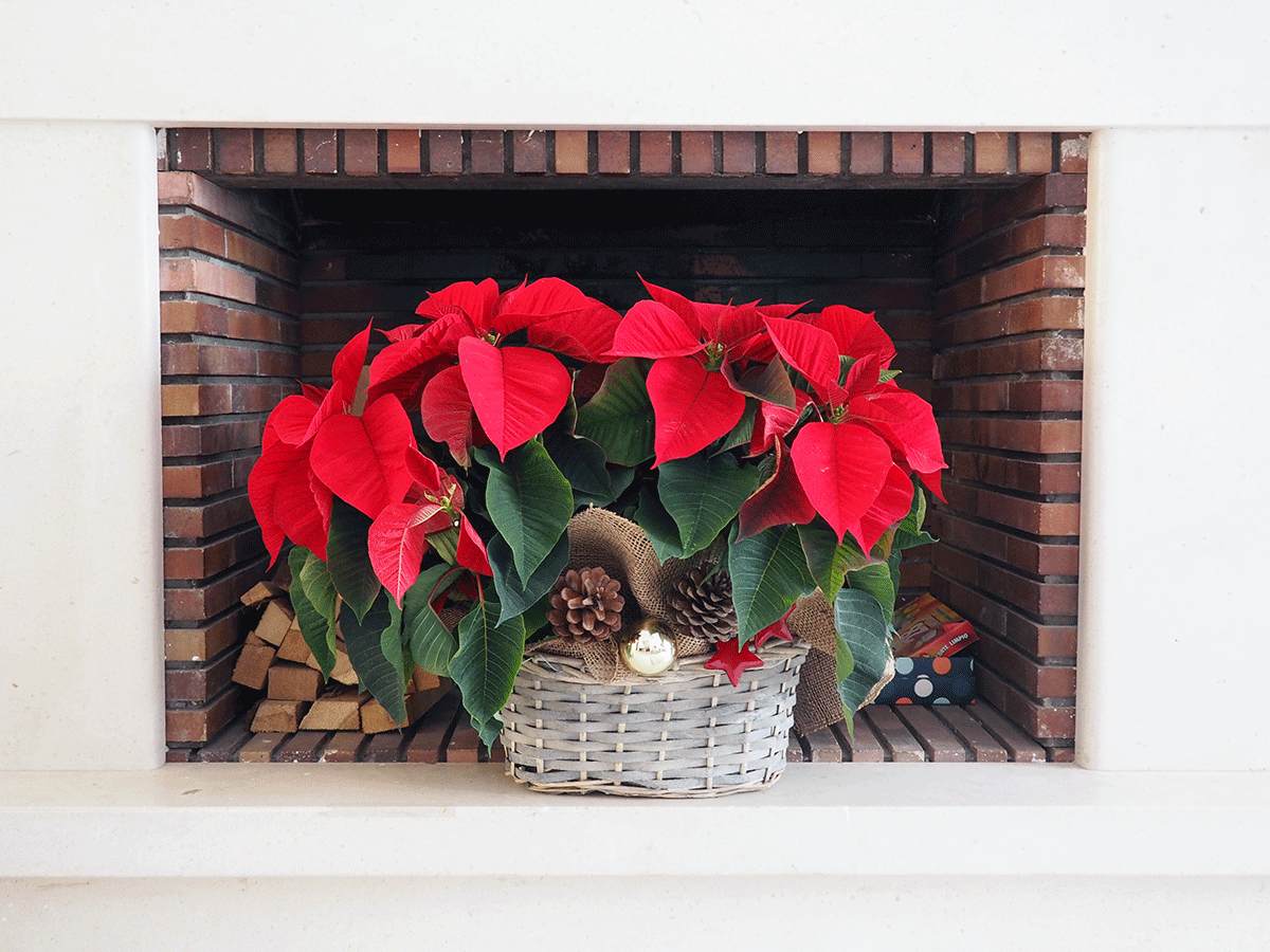 Flores de pascua rojas en cesta