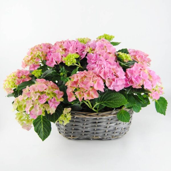 Cesta de Hortensias rosa