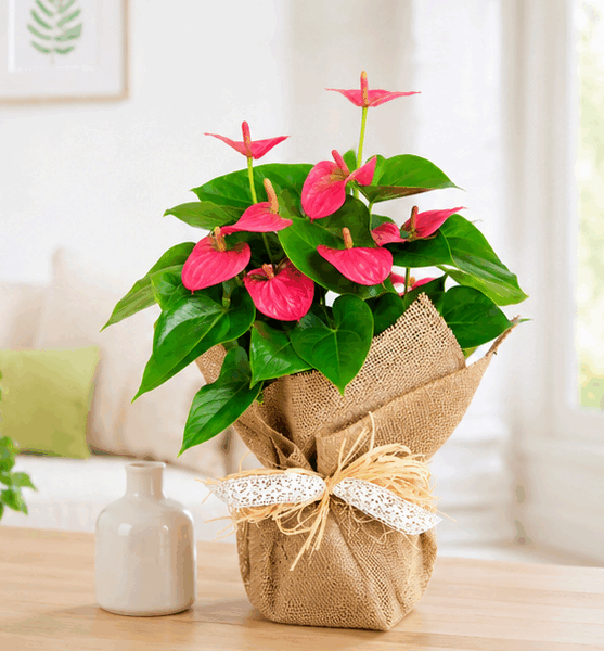 decorar con un anthurium rosa en planta