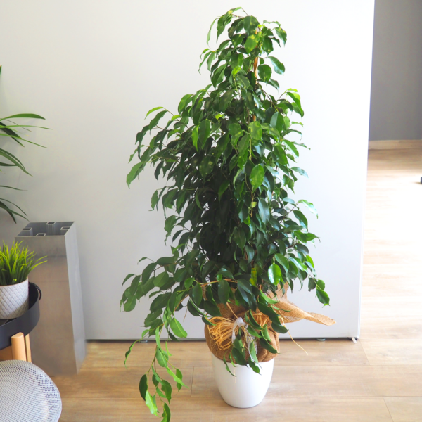 Ficus Benjamina