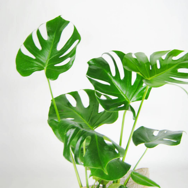 Monstera Deliciosa