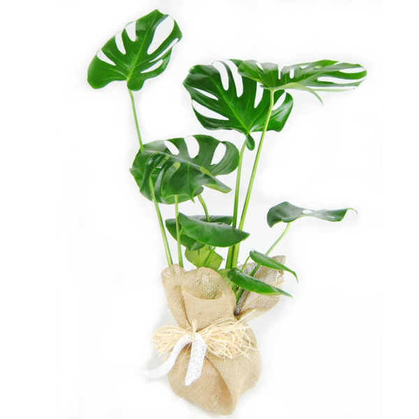 comprar monstera deliciosa