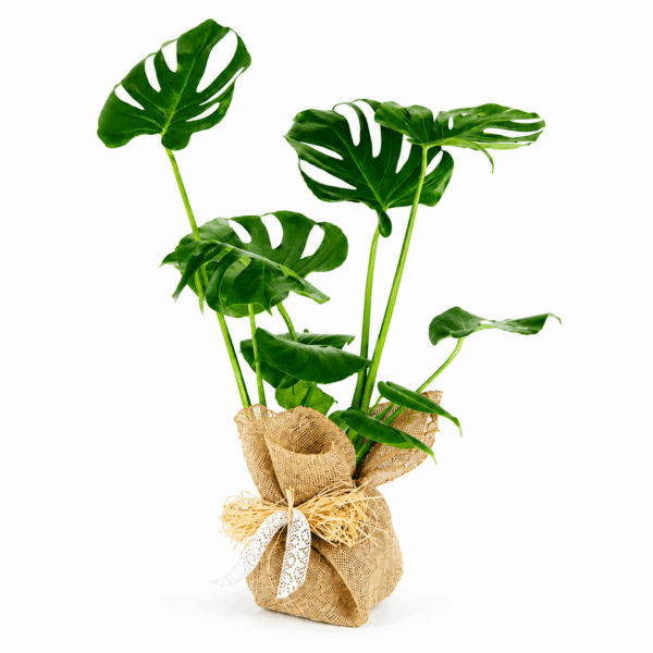 comprar monstera deliciosa. Monstera deliciosa para decorar.