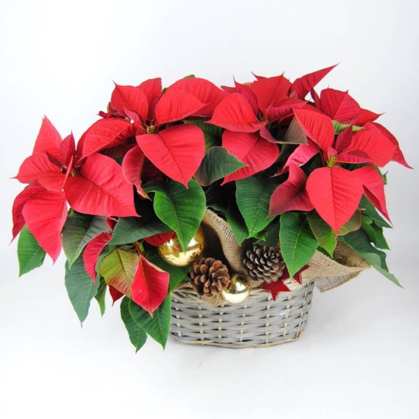 Cesta con Flores de Pascua para navidad