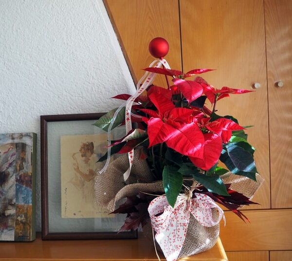 Flor de Pascua para regalar