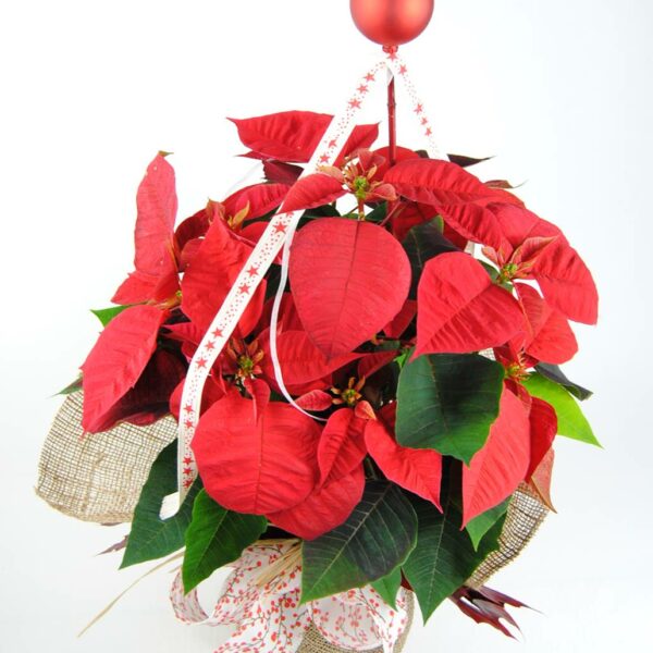 Planta de navidad Ponsetia Flor de Pascua Red Sense - Originalflor